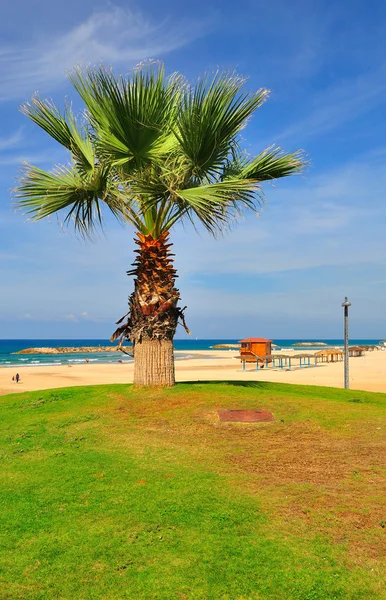 Beach palm. — Stock Photo, Image