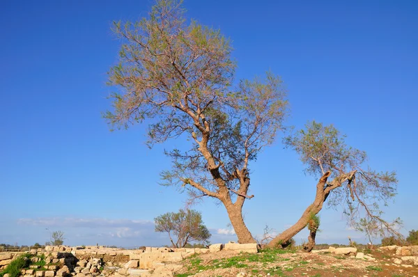 stock image Lonely tree.