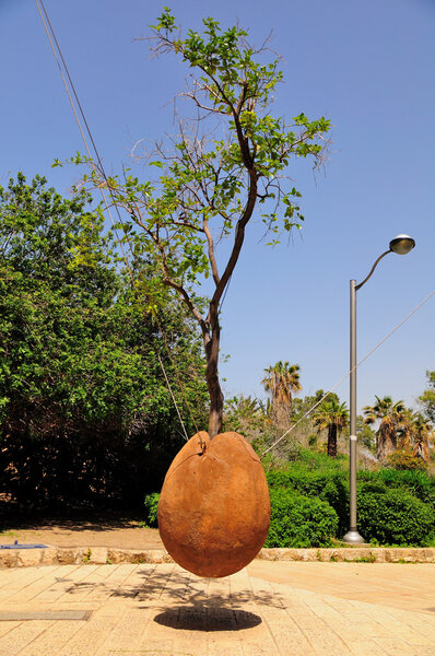 Висячее апельсиновое дерево. Яффа
.