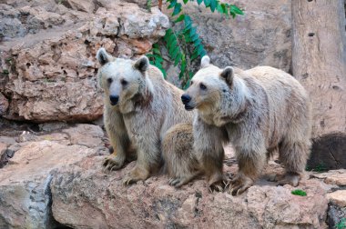 Brown bears. clipart