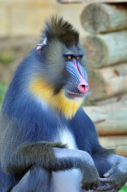 Mandrill`s portrait. clipart