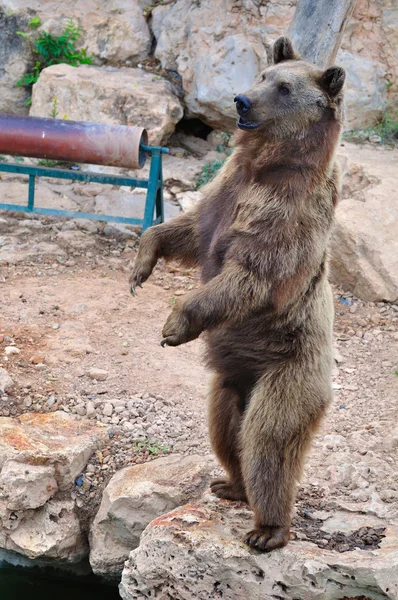 stock image Brown bear