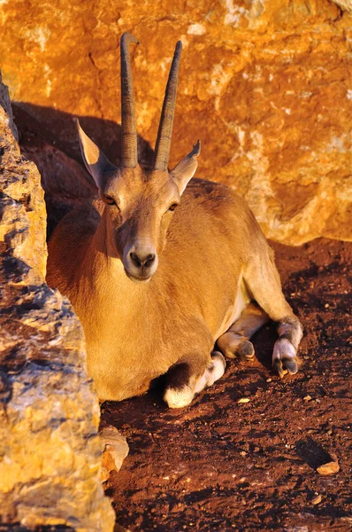 Gazelle. — Stock Photo, Image