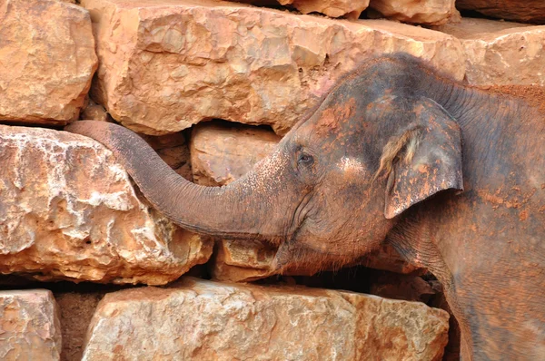 Éléphant d'Asie . — Photo
