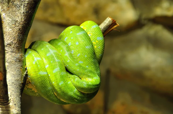 stock image Green python.