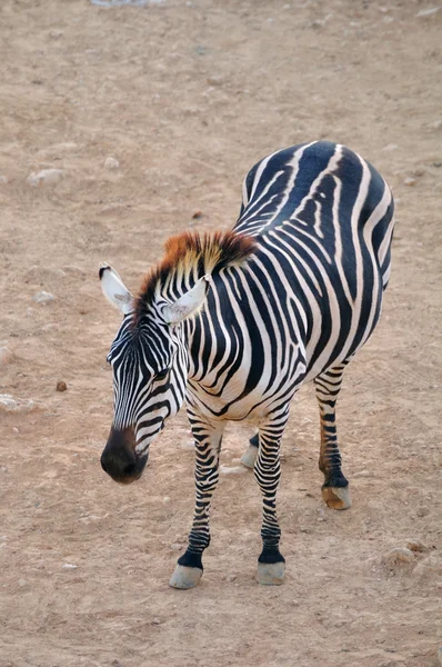 Zebra.