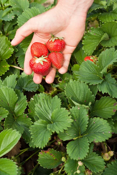 Hand full of freshly picked strawberries — Stock Photo, Image