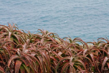 Aloe yanında deniz