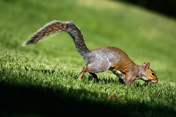 stock image Squirrel running