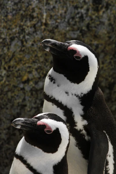 Due Pinguini in piedi uno accanto all'altro — Foto Stock