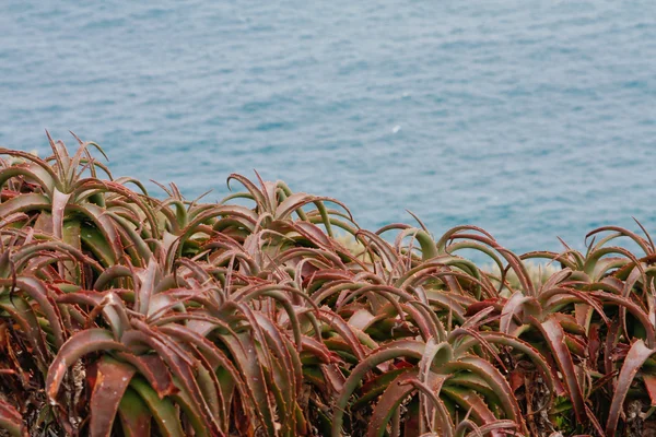 Aloe next to Sea — Stock Photo, Image