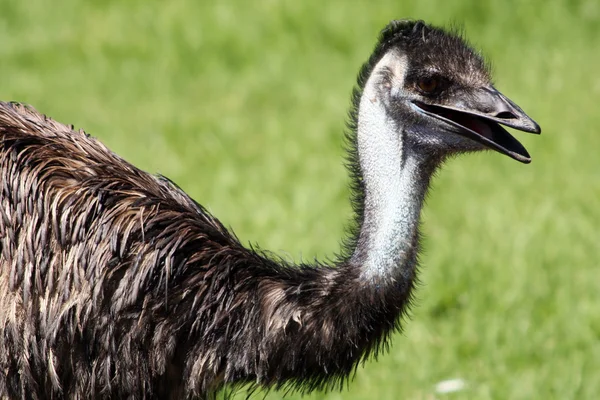 Neck and Head of an Emu — Stock Photo, Image