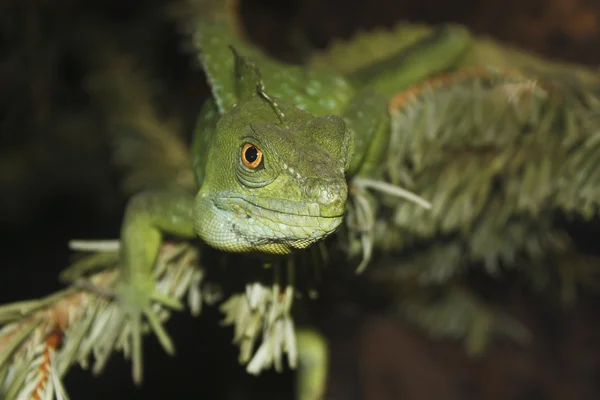 Green Lizard looking directly into the camera — Stock Photo, Image