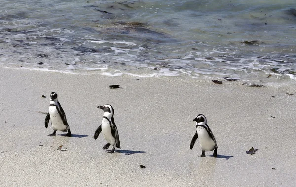 3 pinguini che camminano lungo la spiaggia fuori dall'acqua — Foto Stock