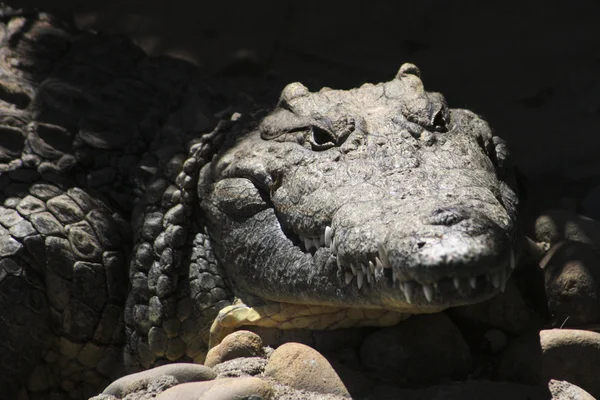 Face of a Crocodile — Stock Photo, Image