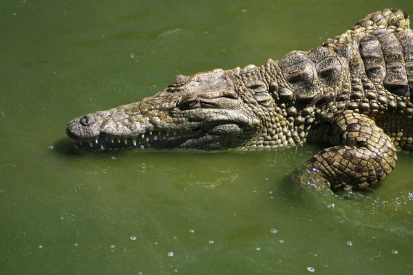 Nuoto del coccodrillo sudafricano — Foto Stock