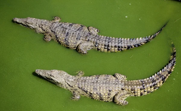 South African Crocodiles — Stock Photo, Image
