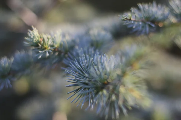 stock image Needles of a pine tree close up