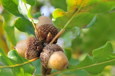 Acorns clipart