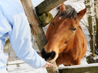 Horse winter feeding clipart