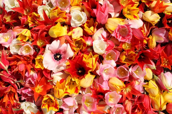 Multicolor tulips — Stock Photo, Image