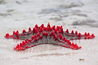 Red Starfish clipart