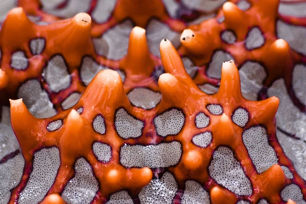 Rode starfish close-up — Stockfoto