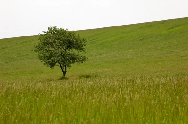 stock image Lonely tree