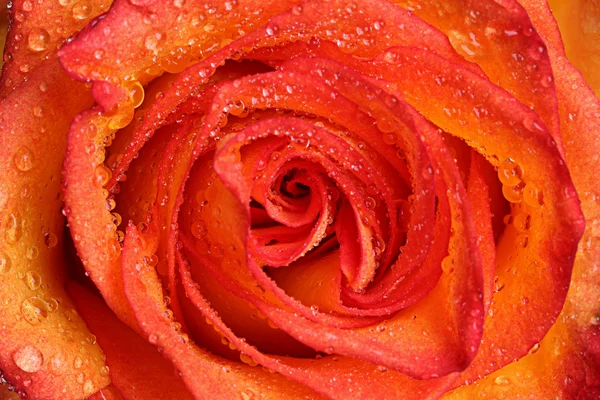 Růže v kapičky vody. — Stock fotografie