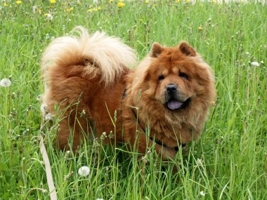 Chow-chow dog clipart