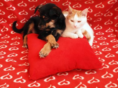 Cat and dog: friendship clipart