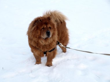 Chow chow köpek