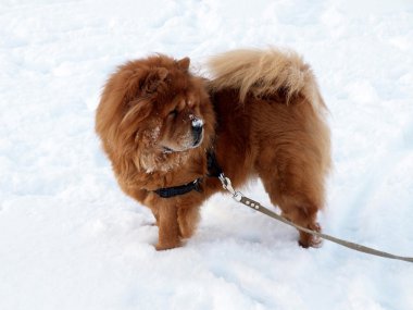 Chow chow köpek