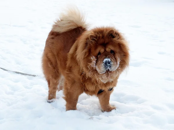 Chow Chow Chien — Photo