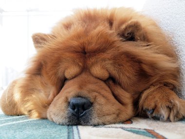 Chow chow dog clipart