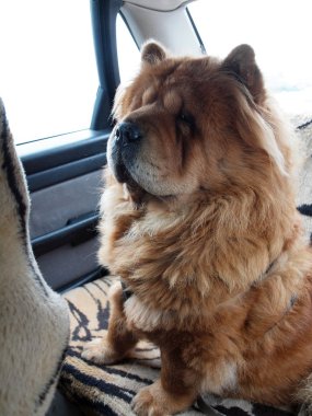 Chow chow dog traveler clipart