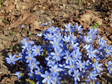 Hepatica nobilis clipart