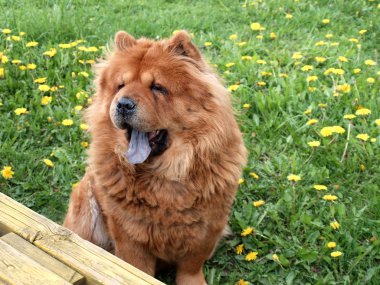 Chow chow dog clipart