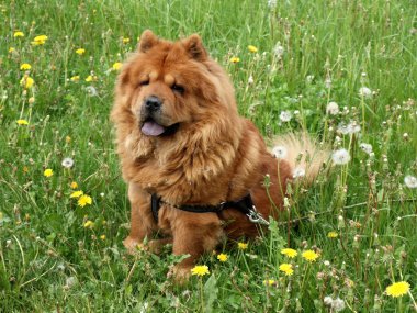 Chow-chow dog clipart