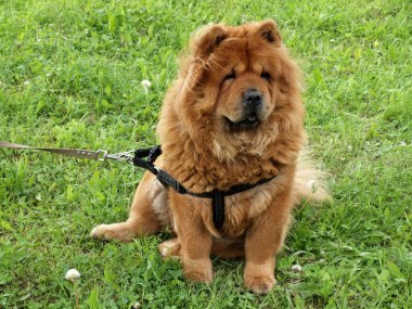 Chow-chow dog sitting clipart