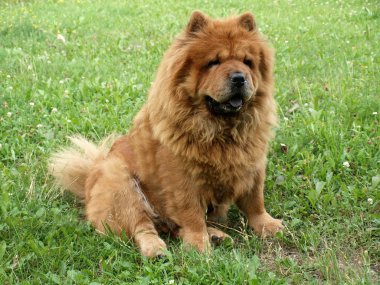 Chow chow dog in the grass clipart