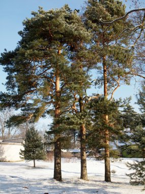 Three pines clipart