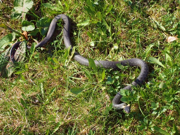 Adder in the grass — Stock Photo, Image