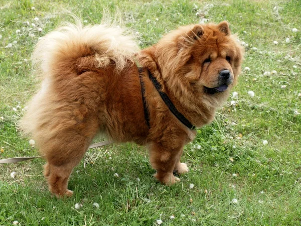 Chow-chow chien — Photo