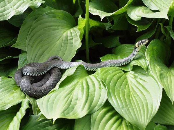 The adder — Stock Photo, Image