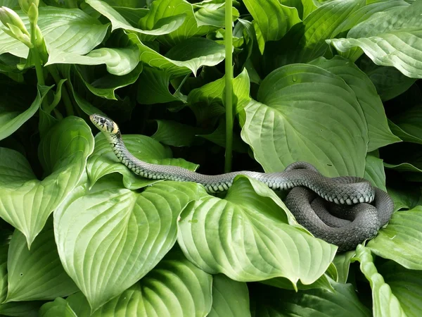 The snake — Stock Photo, Image