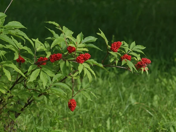 Piros bogyós gyümölcsök és a fű — Stock Fotó