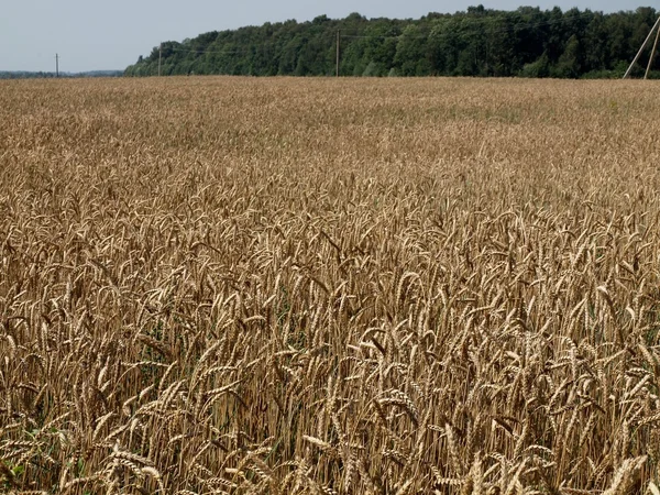 stock image The field of the wheats