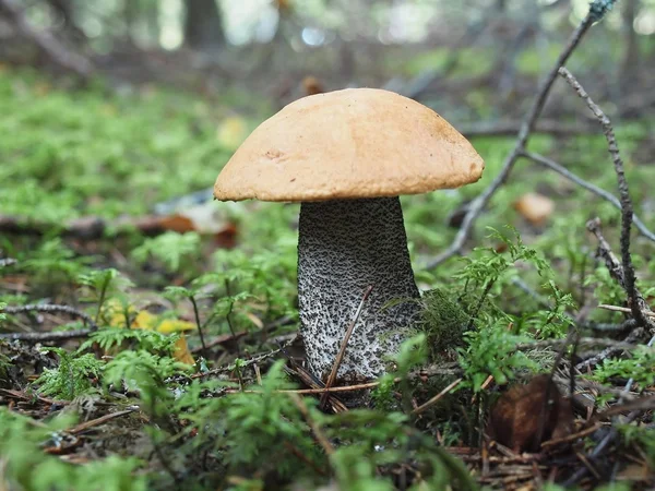 Leccinum aurantiacum mushroom — Stock Photo, Image