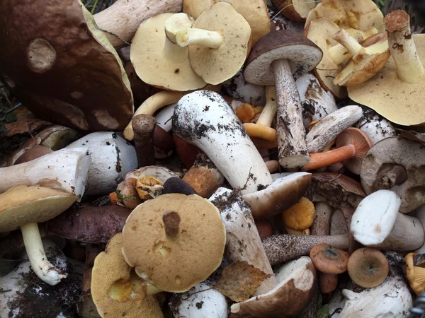 Mushrooms background — Stockfoto